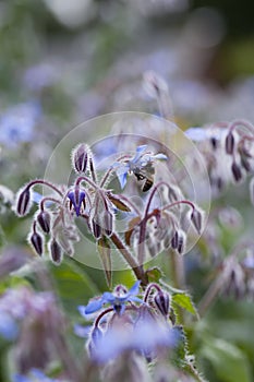 Blue star shaped flowers of medicinal plant  - Borago Officinalis -  borage woth honey bee collecting nectar and pollen