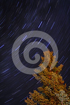 Blue Star Trails and Alaskan Spruce Tree at night