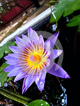 Blue star water lily - Nymphaea stellata ina a pond