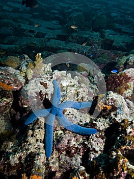 Blue Starfish