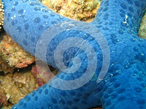 Blue starfish