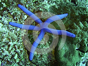 Blue starfish