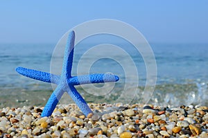 Blue starfish