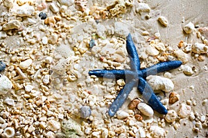 Blue starfish