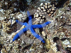 Blue starfish - Bali Asien