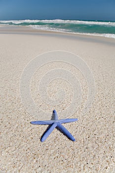 Blue starfish on a beach