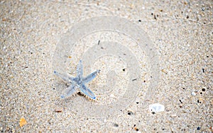 Blue starfish being washed waves on the beach