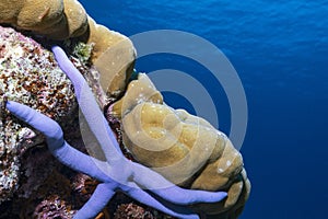 Blue starfish on the coral reef of the phi phi islands in the south of Thailand