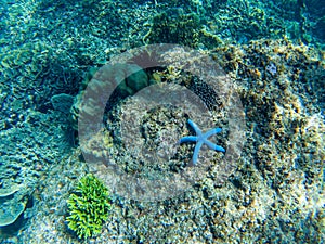 Blue starfish on coral sea bottom. Tropical starfish underwater photo. Exotic aquarium animal