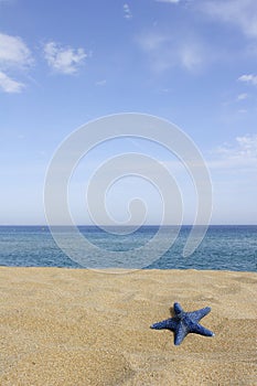 Blue starfish on empty beach,