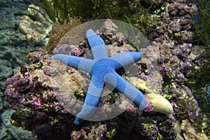 Blue starfish Linkia laevigate