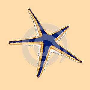 Blue starfish with orange contur on the brown background