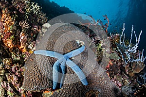 Blue Starfish on Reef