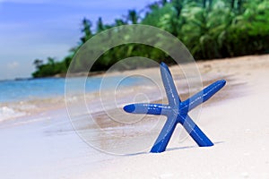 Blue starfish on white sand beach