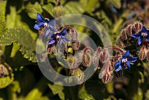 Blue starflower known as Borage officinalis