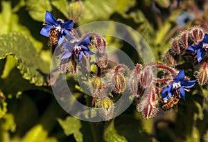 Blue starflower known as Borage officinalis