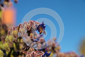 Blue starflower known as Borage officinalis