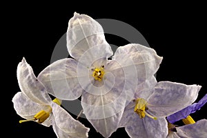 Blue Starlight Flower On Black Background