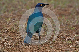 Blue Starling
