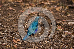 Blue starling on the ground