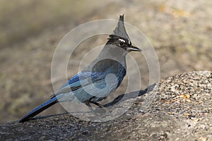 Blue stellar jay on rock photo