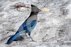 Blue Steller`s jay bird carries a water cracker in the snow.