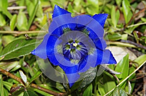 Blue Stemless gentian