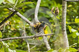 A blue stone thrush on a branch