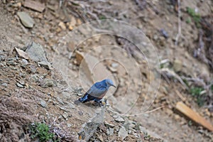 a blue stone thrush perched on a rock