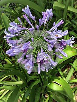 Blue Storm Agapanthus Preacox