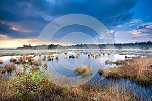 Blue stormy sky over swamp with cotton-grass