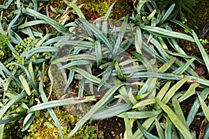 Blue Strap Fern, Cobalt Fern, Scarab Fern. Microsorum thailandica.