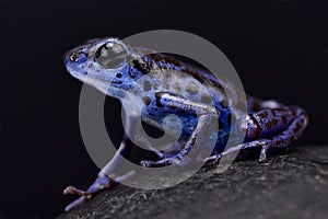 Blue strawberry dart frog, Oophaga pumilio photo