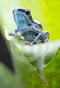 Blue strawberry poison dart frog