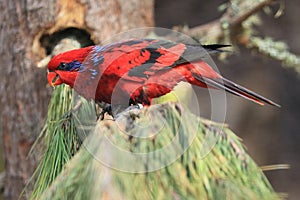 Blue-streaked lory