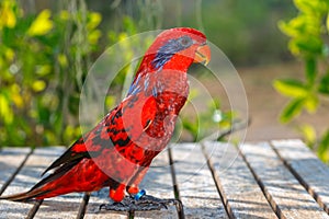 Blue-streaked lory,Beautiful red parrot,Maluku archipelago in Indonesia,Parrot training. photo