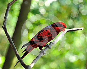 Blue-streaked Lory (Eos reticulata)