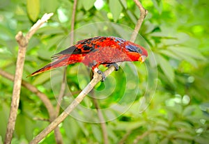 Blue-streaked Lory (Eos reticulata)