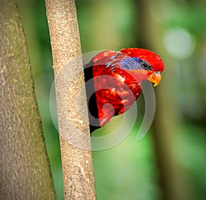 Blue-streaked Lory (Eos reticulata)