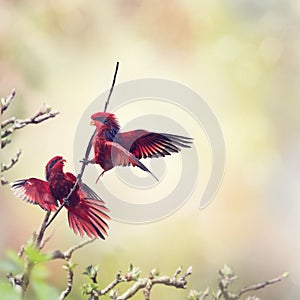 Blue-streaked Lory (Eos reticulata)