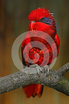 Blue-streaked lory, Eos reticulata, blue-necked lory, colourful parrot sitting on the branch, Animal in the nature habitat, Tanimb