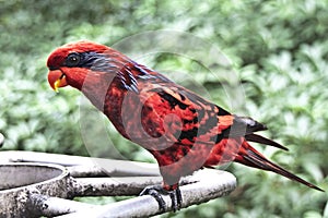 Blue Streaked Lory in the Park