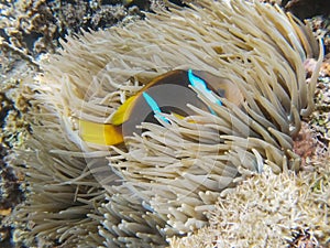 Blue stripe clownfish in a sea anemone at a shallow reef in fiji