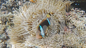 blue stripe clownfish in a sea anemone at a shallow reef in fiji