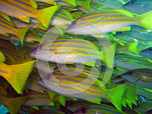 Blue stripe snappers