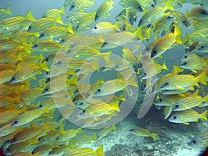 Blue stripe snappers