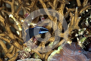 Blue-striped dottyback