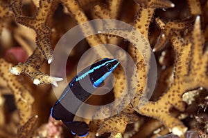 Blue-striped dottyback