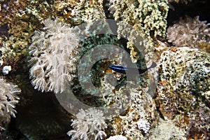 Blue-striped dottyback (pseudochromis springeri)