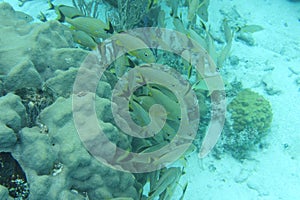 Blue striped grunt fish